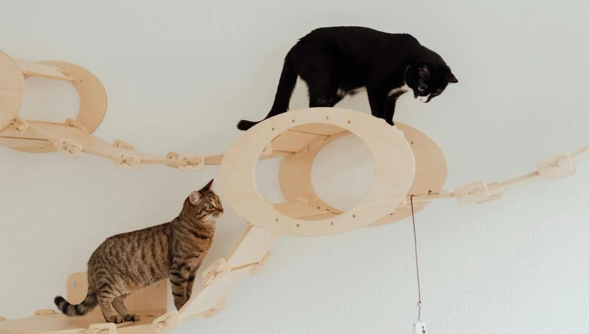 cats climbing on a play structure
