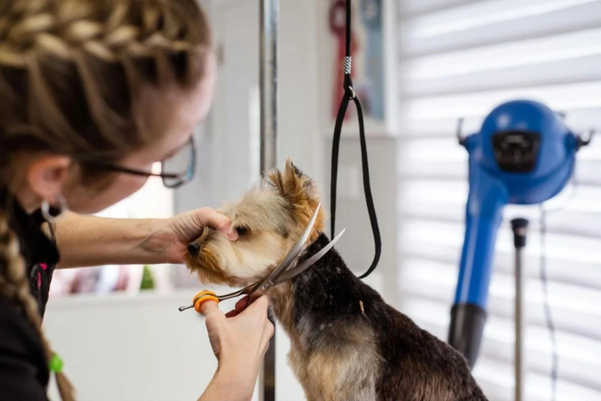 groomer working with a small dog